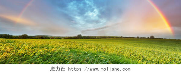 乡村田园水稻banner背景